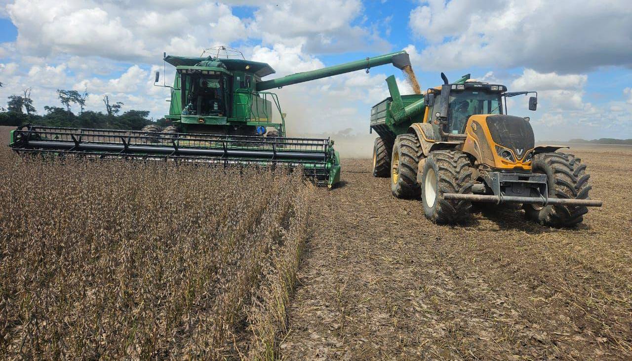 Gobierno libera 880.000 toneladas de grano de soya para exportación; los productores esperan la apertura total