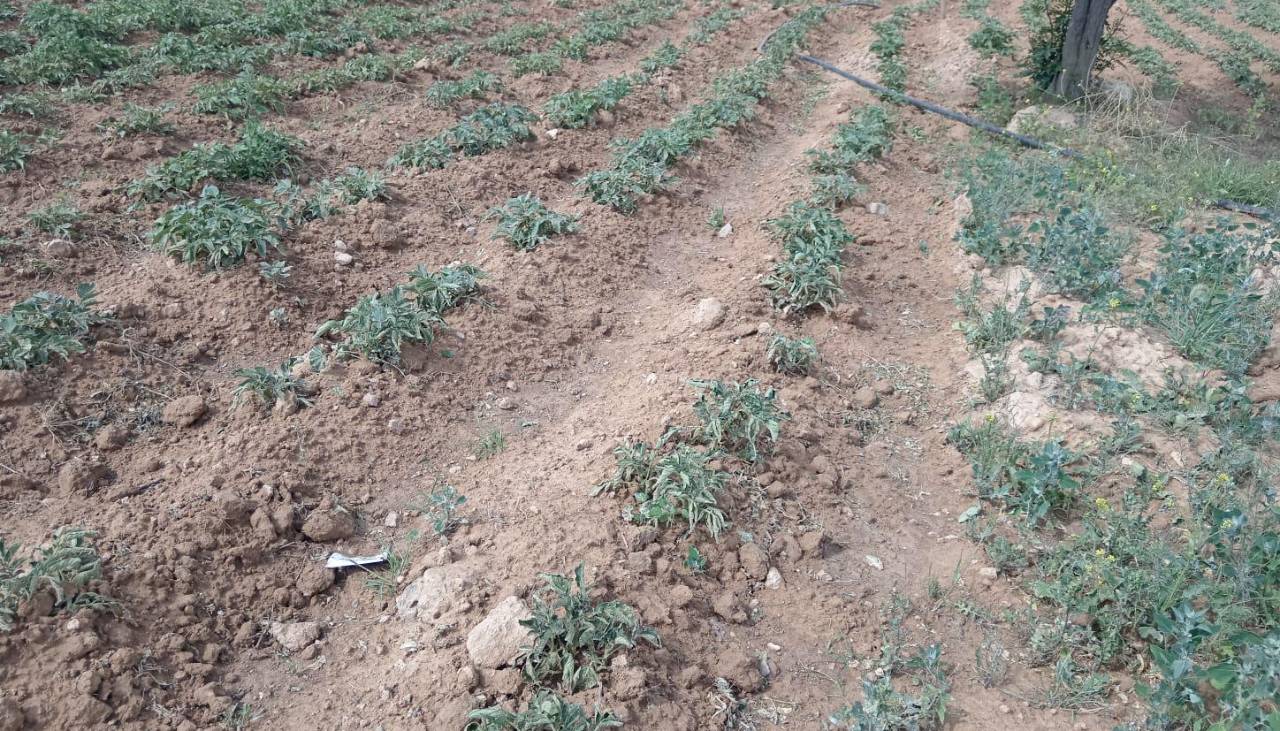 Tarata alista declaratoria de zona de desastre debido a la sequía que afecta su producción