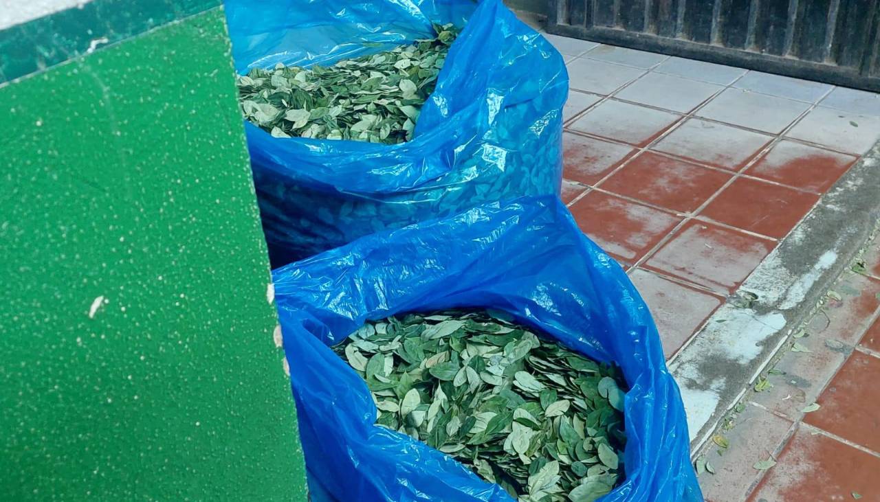 Coca de los Yungas que iba a otros departamentos quedó parada en los bloqueos, señala Adepcoca