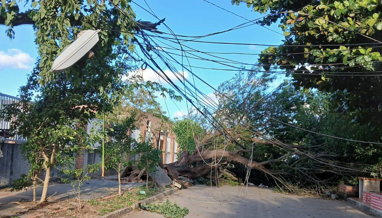Árboles caídos y un tendido eléctrico afectado; los fuertes vientos causan estragos en Santa Cruz