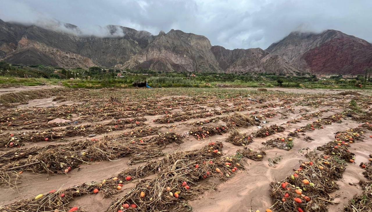 “Lo hemos perdido todo”: Comunarios de Luribay claman ayuda y dicen que sus cultivos quedaron destruidos por la riada 