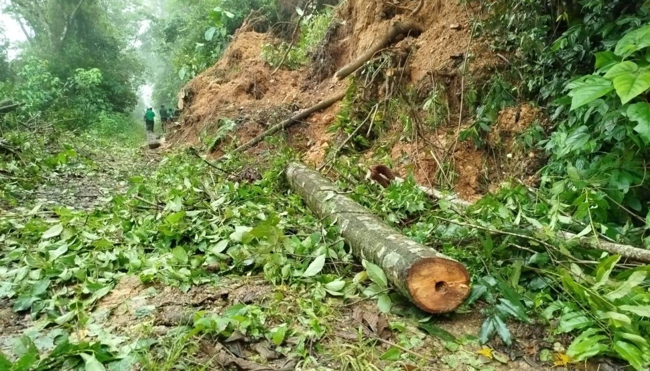 La Paz: Lluvias dejan una carretera destruida y cultivos de coca, café y palta perdidos en Caranavi, señalan pobladores