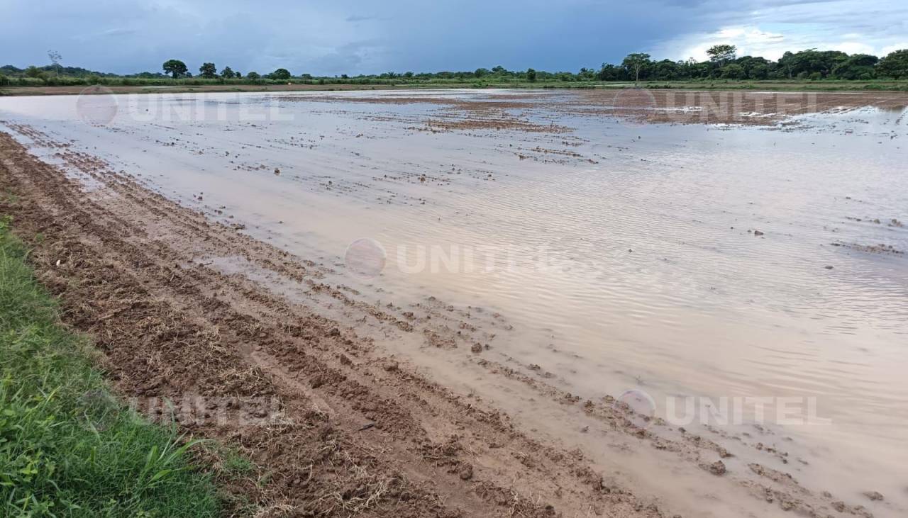 Santa Cruz: Por falta de diésel más de 24.000 hectáreas no han podido ser sembradas con arroz en el municipio de San Juan 