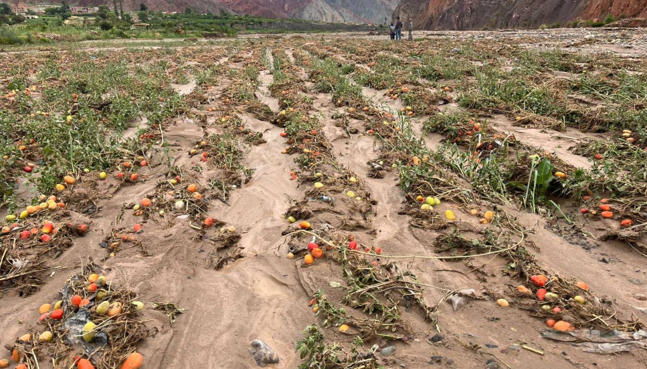 La Paz: Gobernación reporta 1.440 familias afectadas por riadas y mazamorras en La Asunta y Luribay 