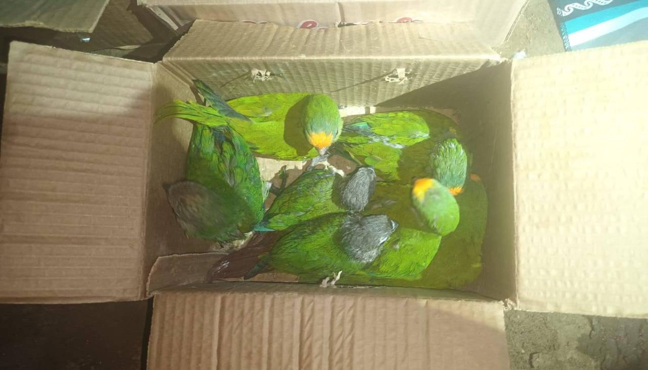 Descubren casi 30 loros en una encomienda en la terminal de Oruro