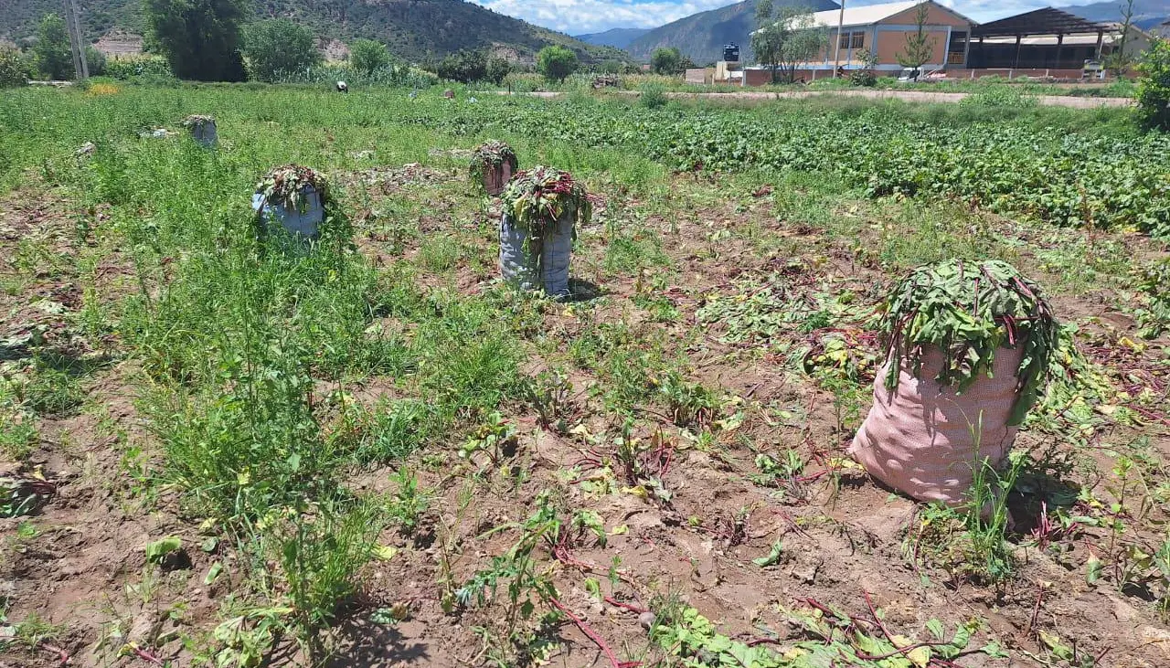 En Capinota, productores tuvieron que cosechar antes de tiempo para intentar salvar sus productos dañados por la inundación