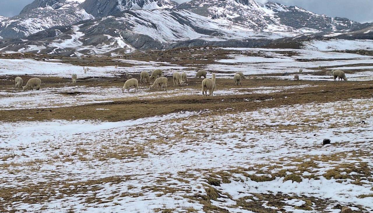 Nevada en Cocapata pone en riesgo a 8.000 camélidos y comunarios denuncian abandono de autoridades