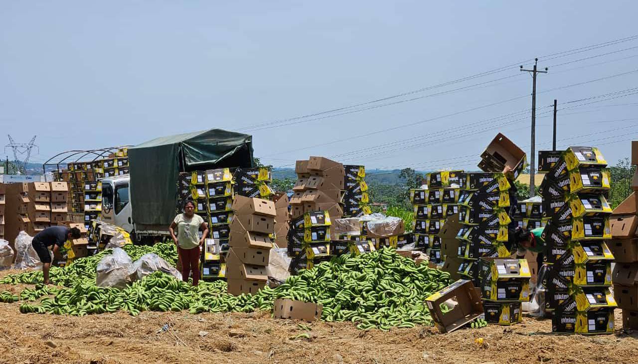 Bananeros nuevamente arrojan su producción en la carretera y denuncian cuantiosas pérdidas por los bloqueos