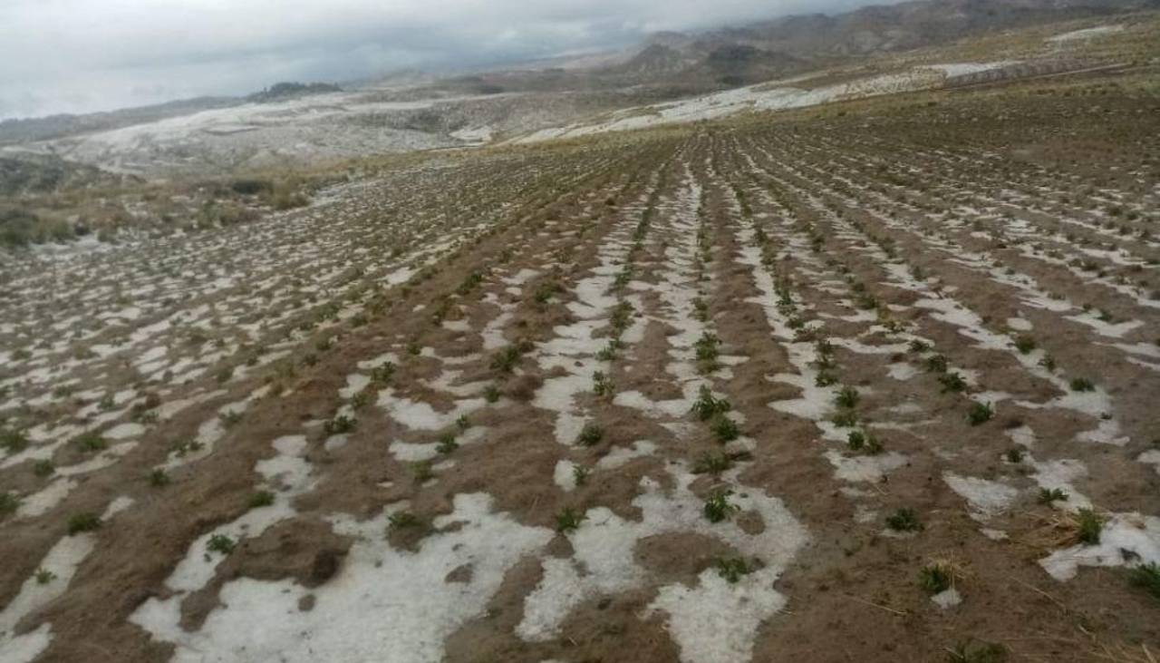 El Alto: Más de 60 familias son afectadas por el granizo; cultivos corren riesgo de perecer 