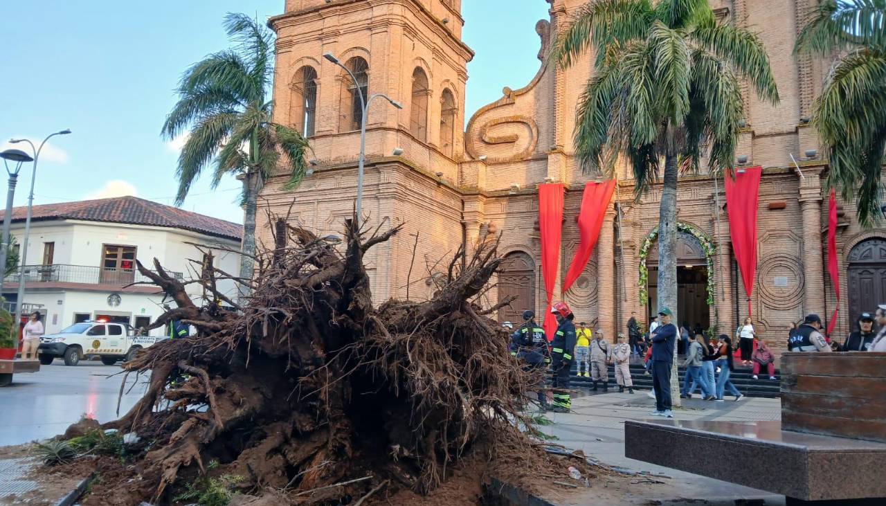 Árboles caídos y un tendido eléctrico afectado; los fuertes vientos causan estragos en Santa Cruz