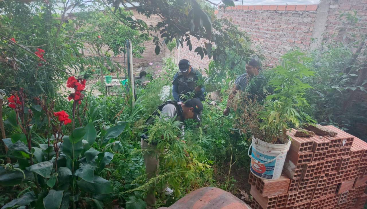 Mujer fue a cobrar el alquiler y halló 80 plantines de marihuana que su inquilino sembró en el jardín