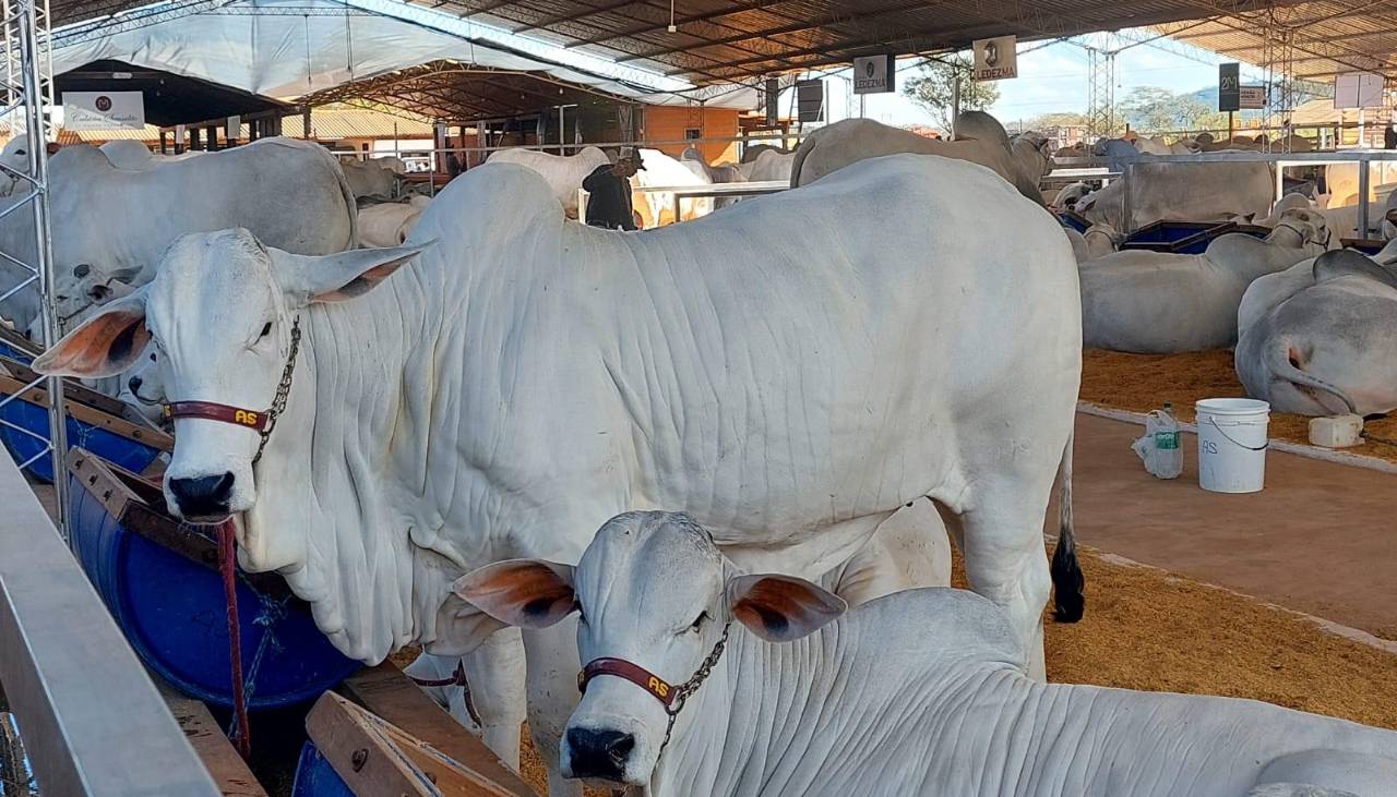 Todo listo para Fexposiv 2026: Participarán más de 220 empresas y se exhibirán más de 390 animales