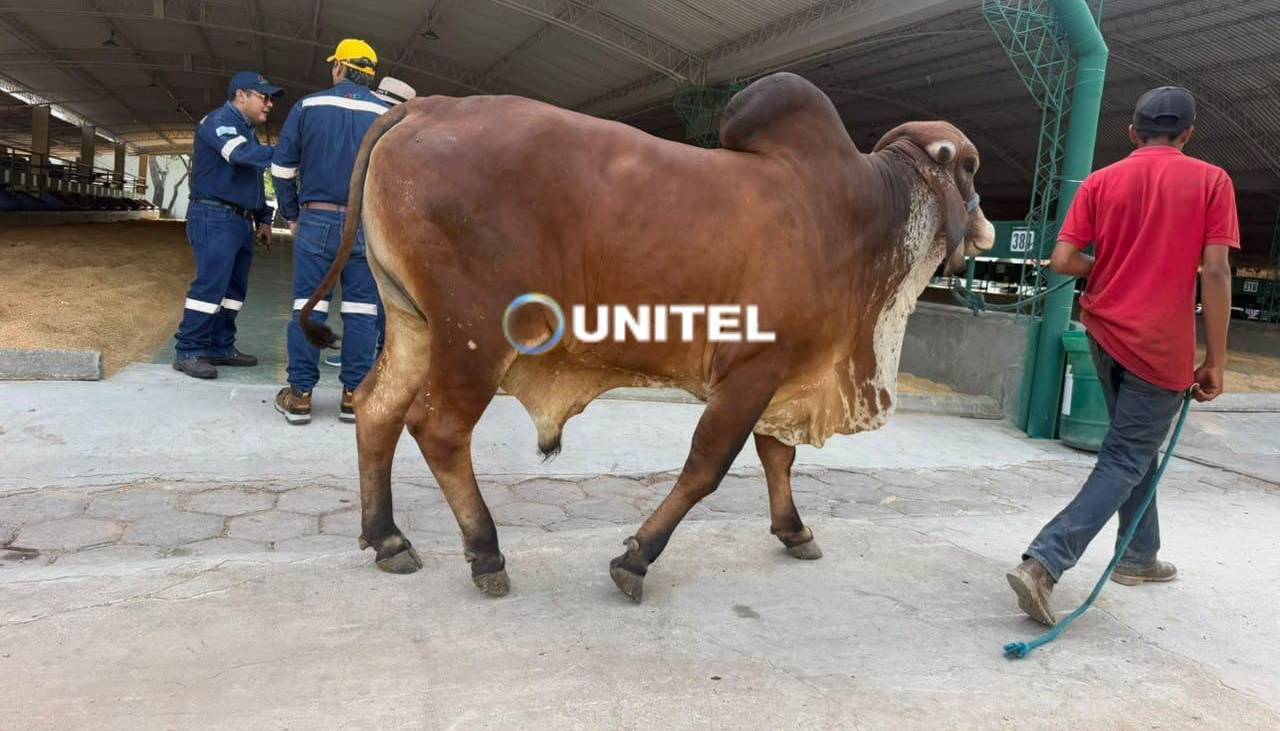 Comienza el ingreso de ganado al campo ferial a nueve días del inicio de la Expocruz