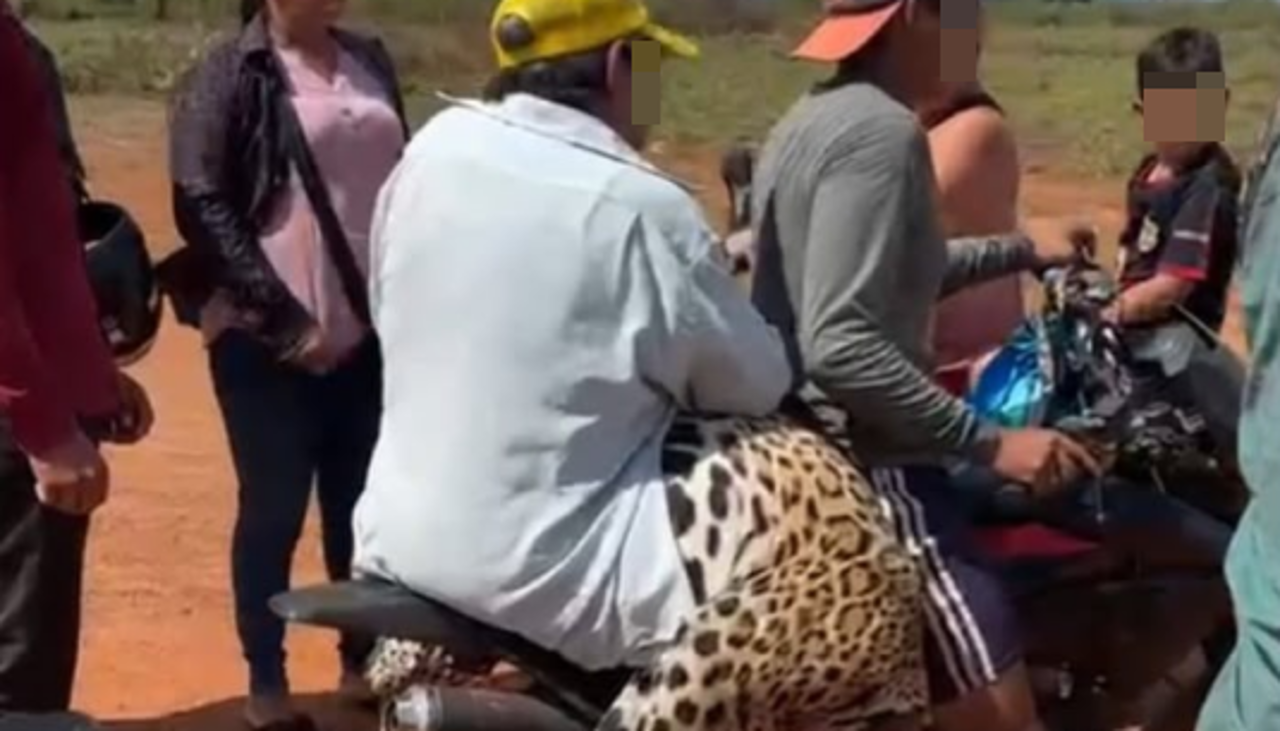 Fiscalía pide detención preventiva para el hombre que mató y mutiló a un jaguar en Guayaramerín