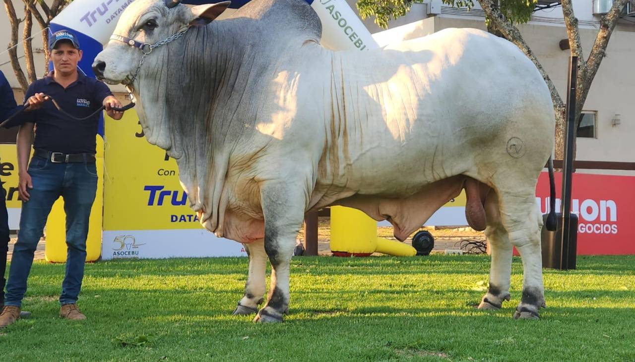 Teo FIV, el toro más pesado de Expocruz 2025 con 1.275 kilos 