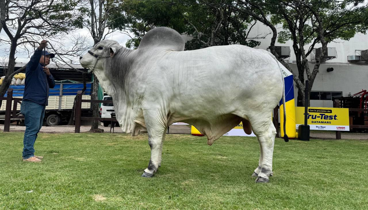 Expocruz: Thanak es el toro más pesado de la raza Nelore Mocho