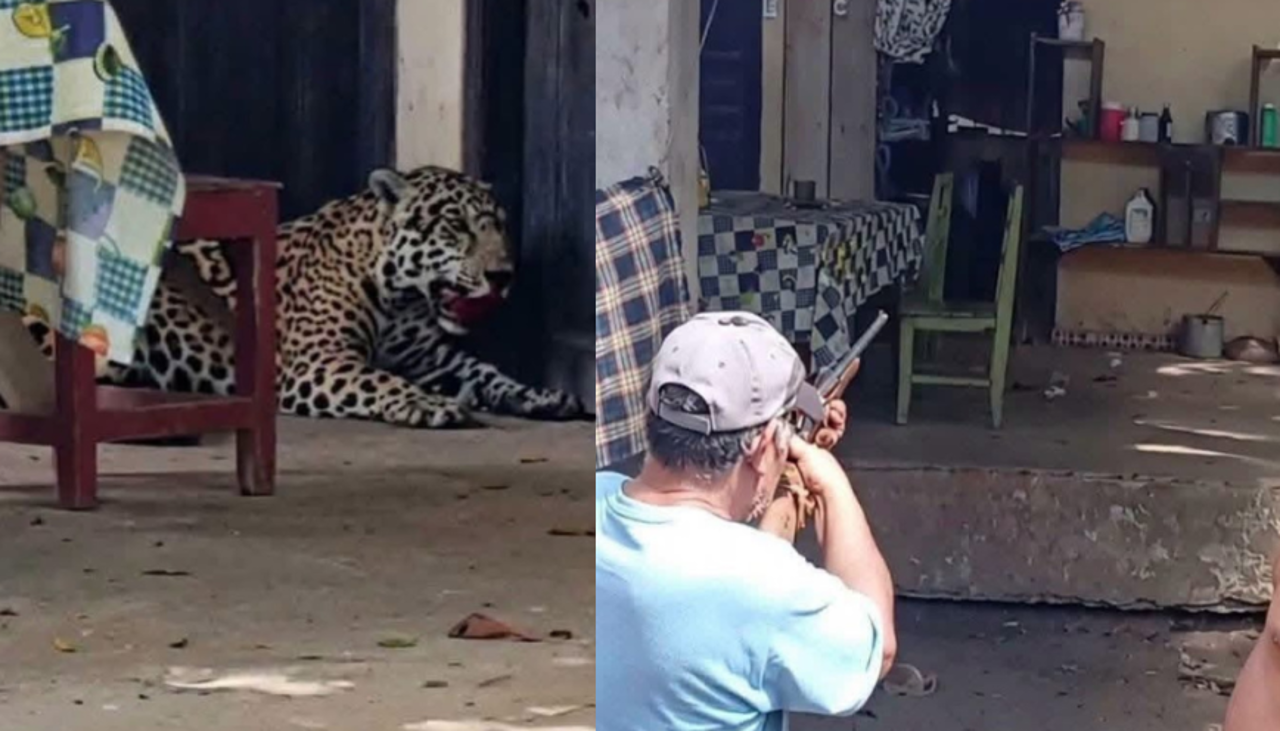 “Era una mascota, no un animal salvaje”: Experto señala que el jaguar asesinado estaba domesticado