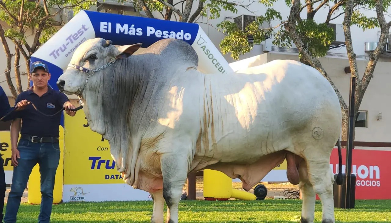 Teo FIV, el toro más pesado de Expocruz 2025 con 1.275 kilos 