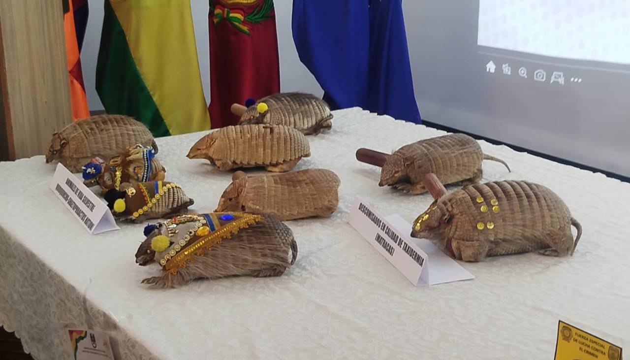 Decomisan nueve quirquinchos disecados que eran usados como matracas en el convite en Oruro