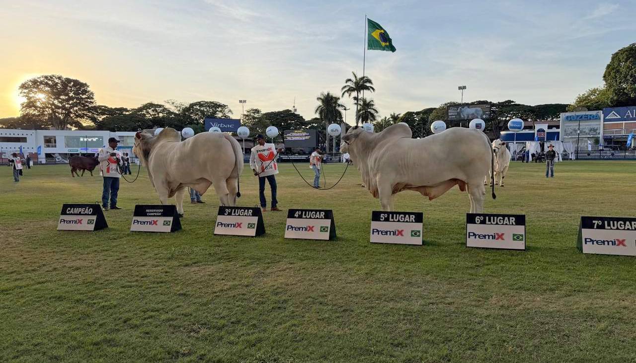 Stallone Fiv hace historia en Brasil y gana en la categoría Toro Senior en Expozebu 2026