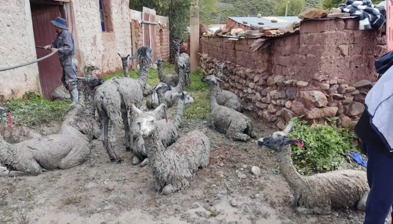 Mazamorra en Llallagua: Arce dice que evacuaron a las personas afectadas; el ganado fue rescatado del lodo