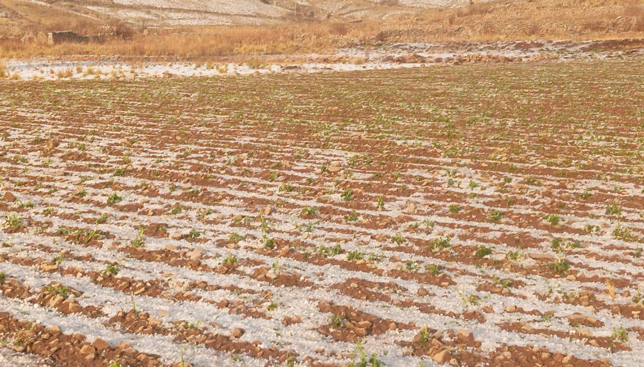 Granizada en Tarija afectó cultivos de arveja, ajo, haba y cebolla