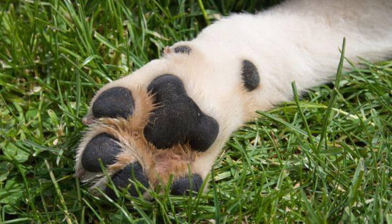 La Paz: dictan detención preventiva para el hombre que fue encontrado con el cuerpo de un animal desollado