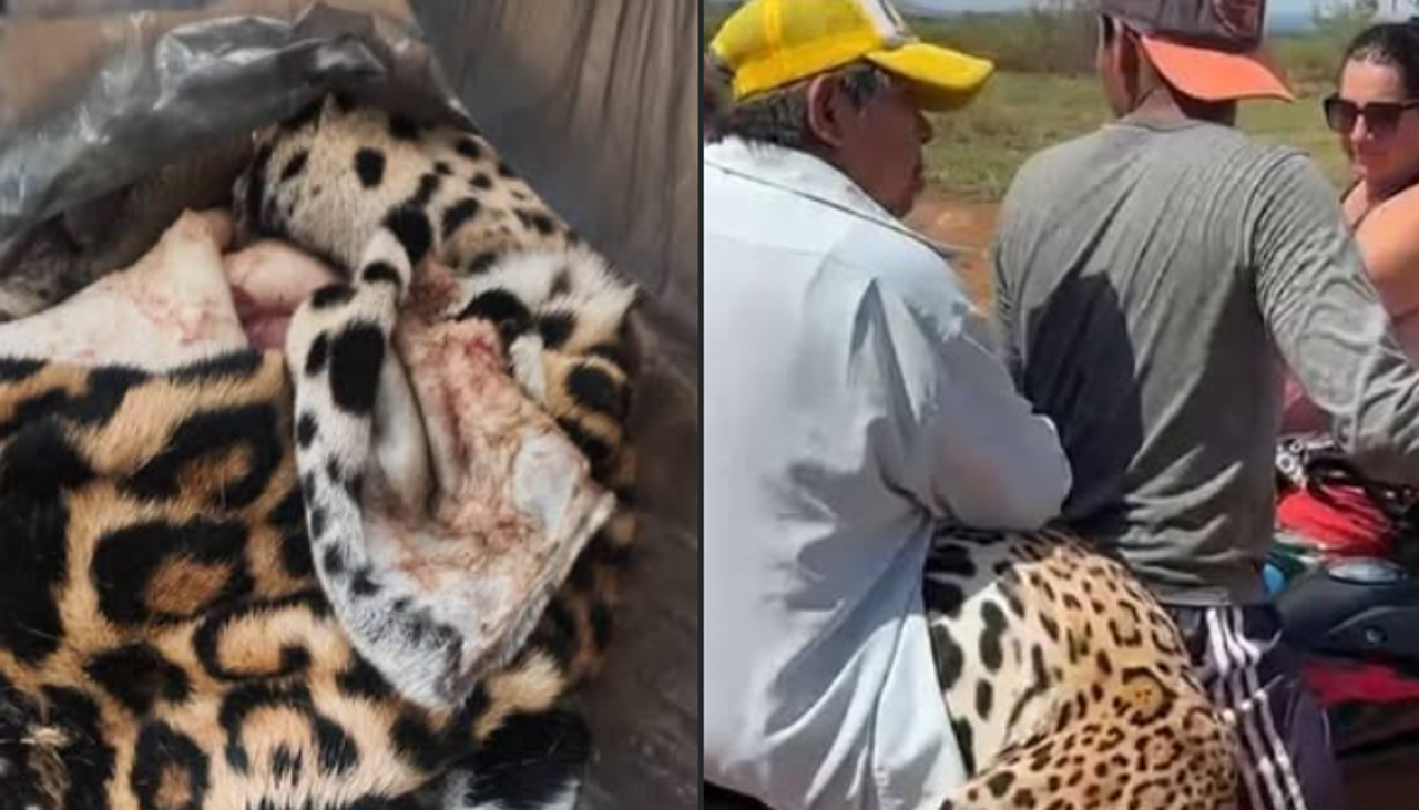 Acusado de matar a un jaguar en Beni es enviado a la cárcel en Guayaramerín