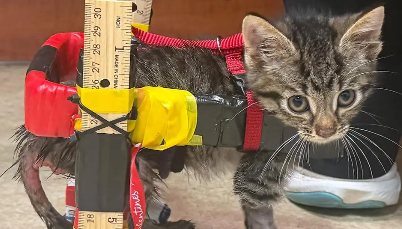 La historia de un pequeño gato que no podía caminar: pasó de una silla de ruedas de cartón a una en 3D 