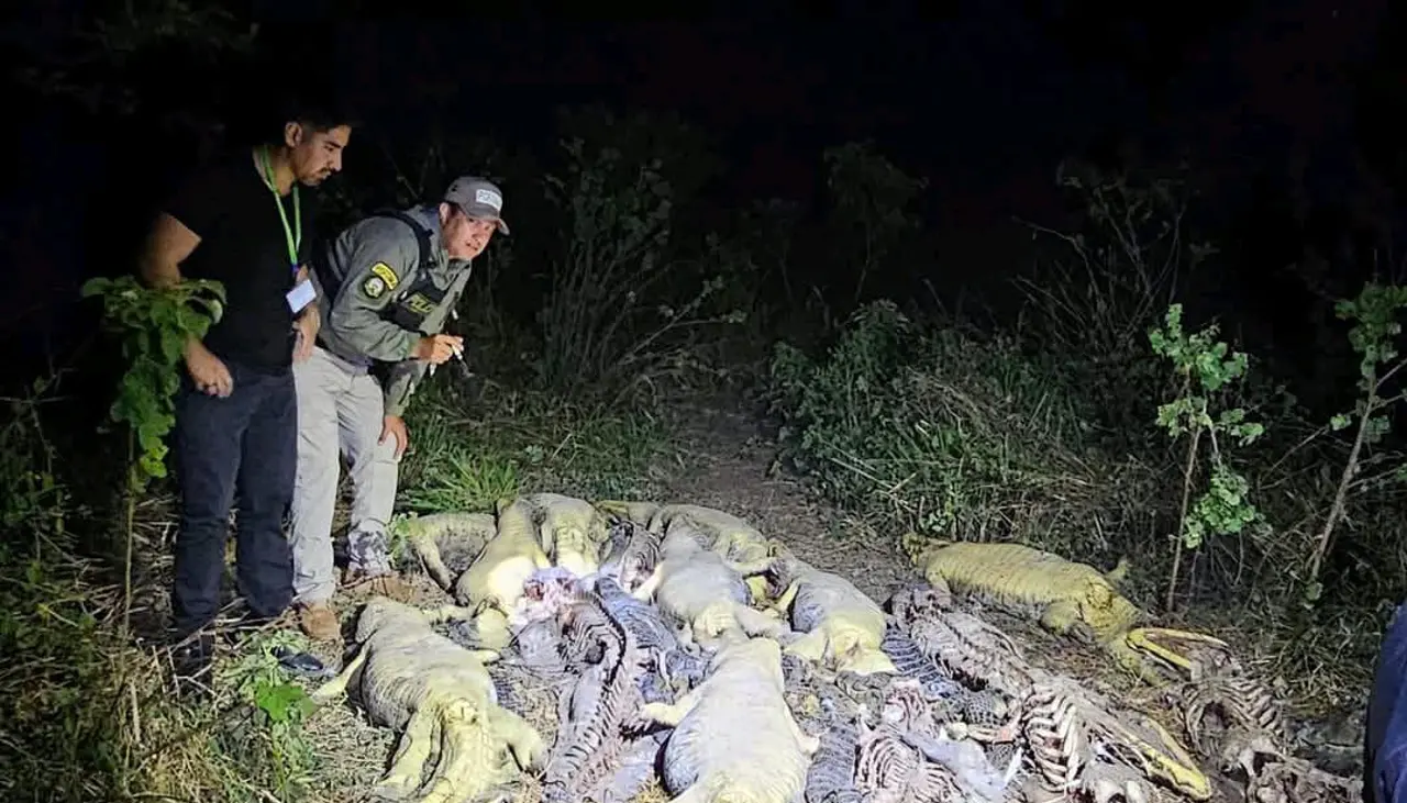 Beni: Hallan 41 caimanes muertos y sin piel; Pofoma investiga biocidio y tráfico ilegal