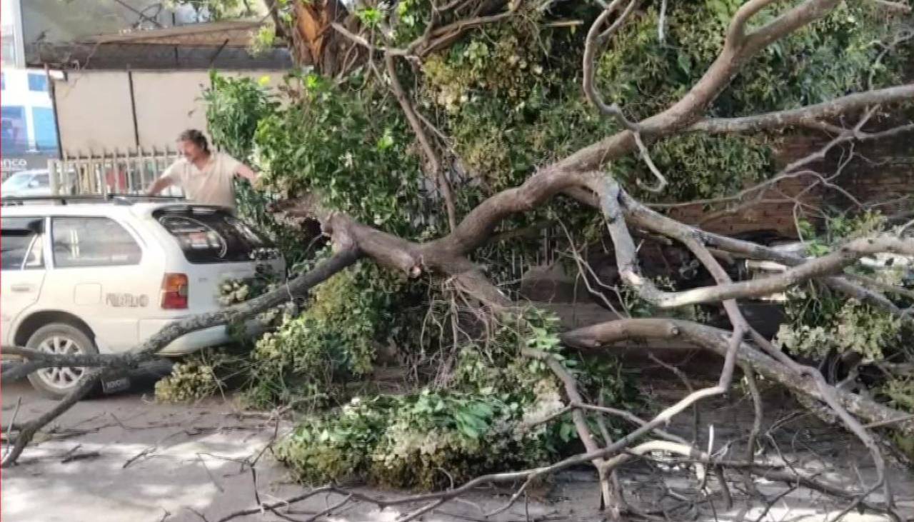 Vientos de más de 80 km/h derriban árboles y un toldo en Santa Cruz; reportan un herido