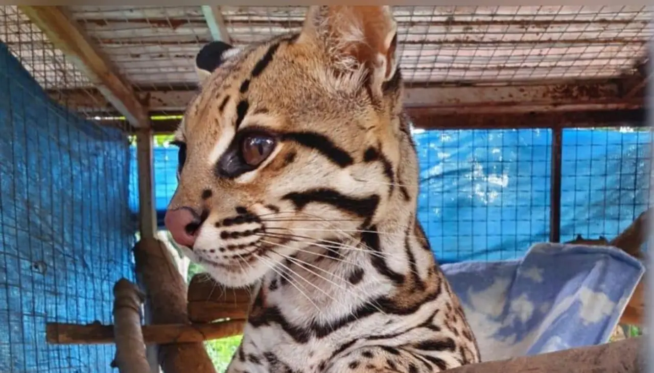 Veterinario asegura que vio al ocelote fuera del centro de custodia el viernes y considera que hubo descuido del personal