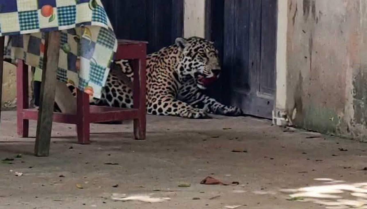 Beni: Guardaparques denuncia que jaguar abatido fue decapitado y trasladado “como trofeo”