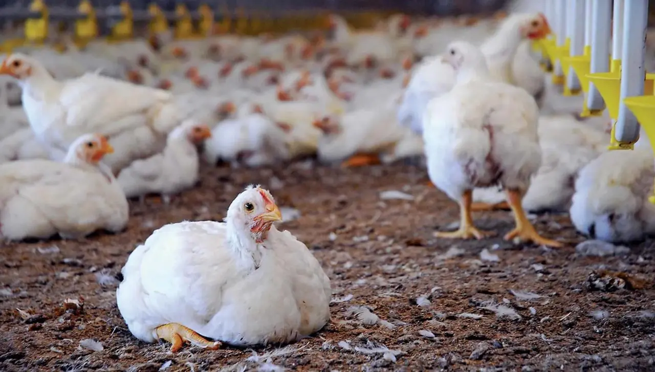 Pollos mueren de hambre en granjas de Cochabamba; el alimento no llega por los bloqueos