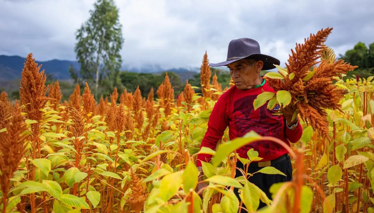 Santa Cruz producirá amaranto, con un nuevo proceso de tropicalización impulsado por la Uagrm