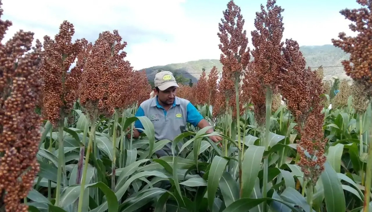 Siembra de invierno tiene un 50% de avance y el sorgo asoma como cultivo estrella