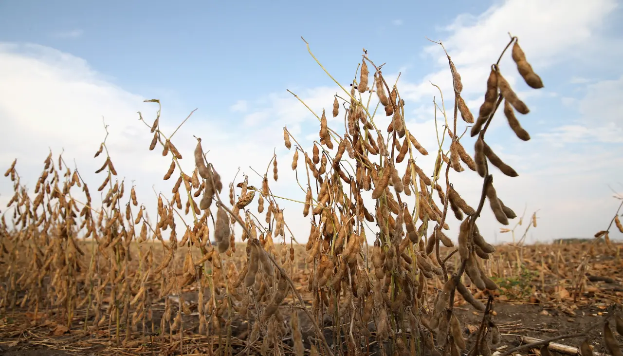 Cosecha de verano tiene un 20% de avance y el agro espera el diésel para salvar las labores en el campo