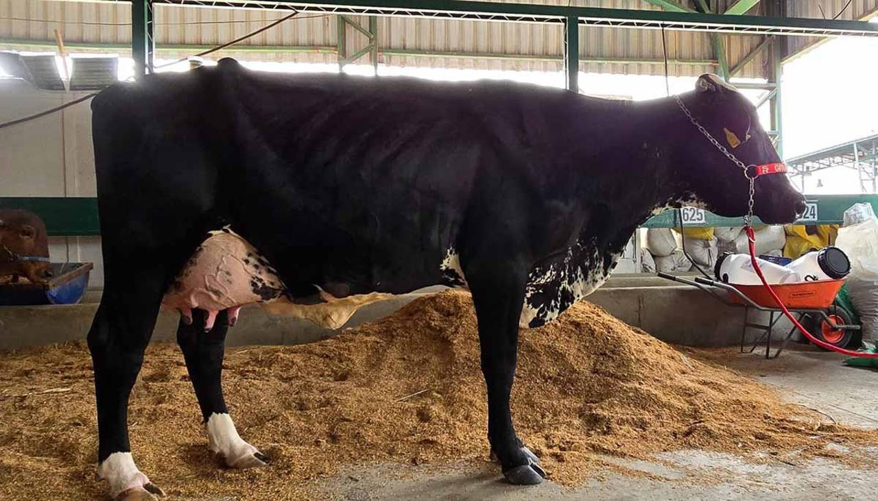 28 ejemplares participan del Concurso de Producción de Leche de Expocruz 2025