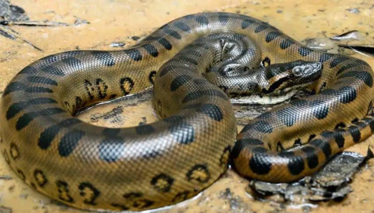 Un hombre muere tras ser atacado por una anaconda en la frontera de Perú con Ecuador