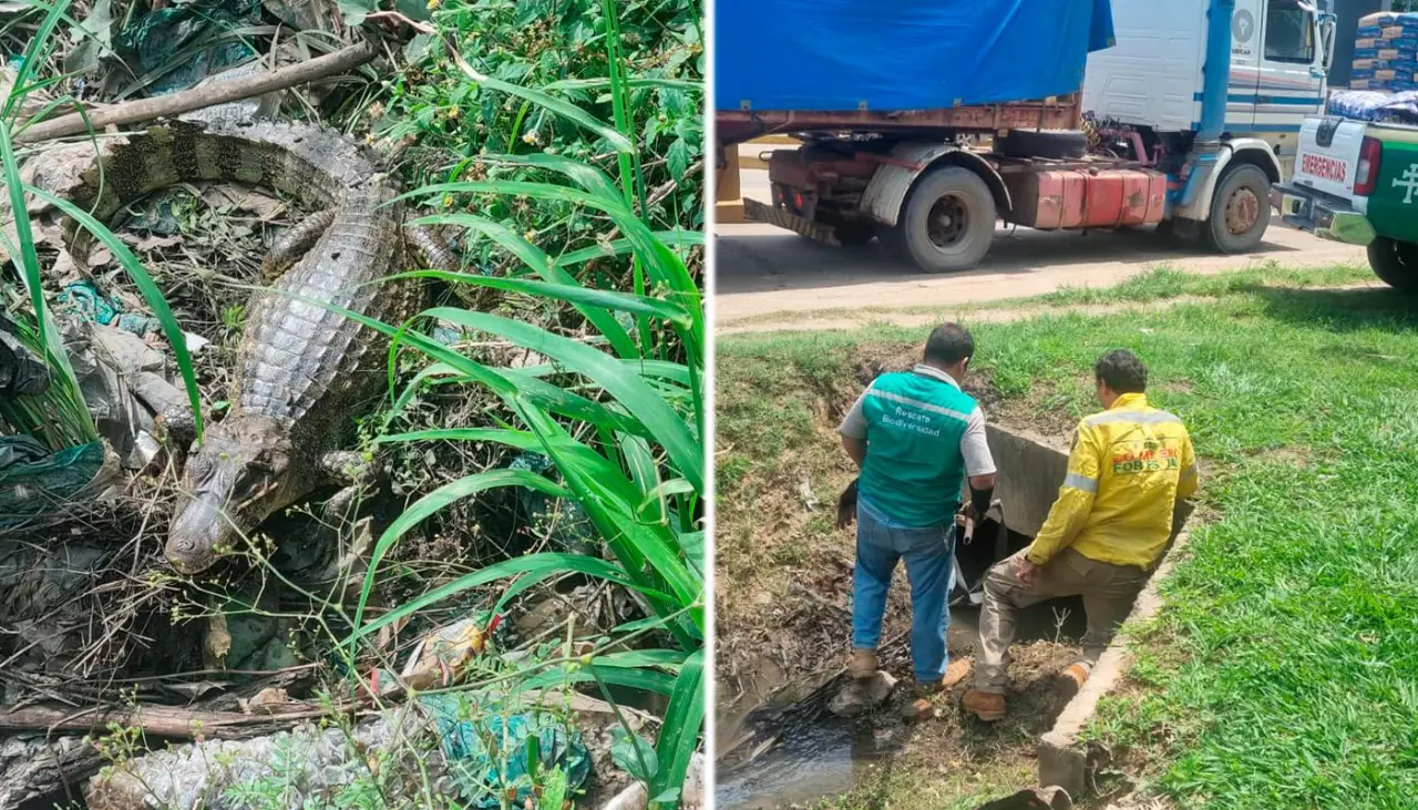 Video: Un caimán sorprende a vecinos en el canal de Cotoca, en Santa Cruz