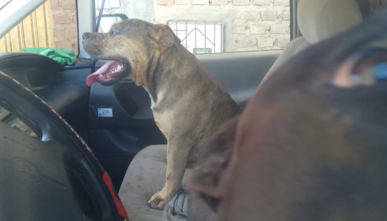 Dos hombres quedaron heridos tras ser atacados por dos pitbulls en Cochabamba