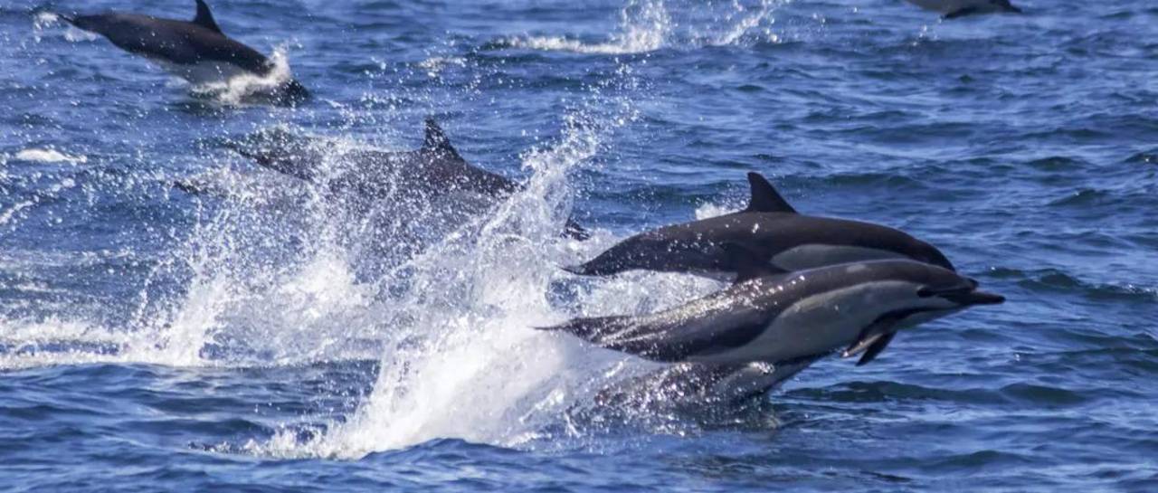 $output.data $output.data