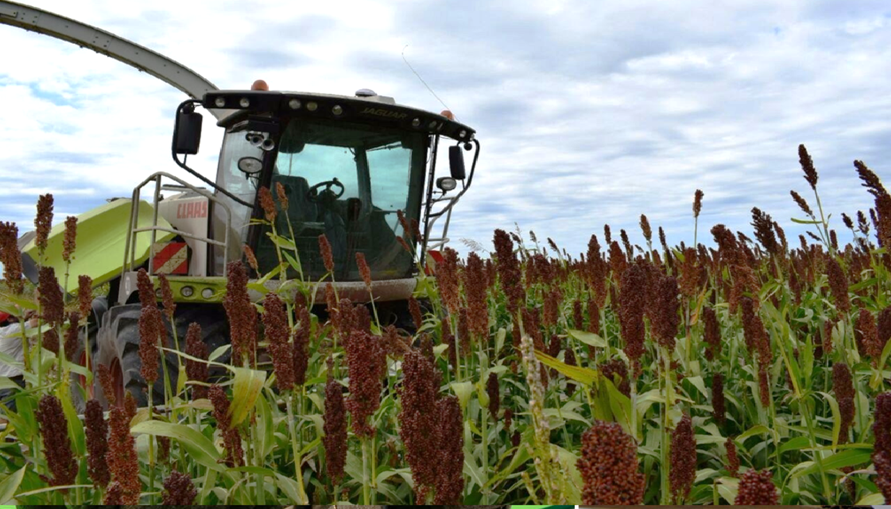 Bolivia articula la primera cadena del sorgo y proyecta ampliar el área de siembra