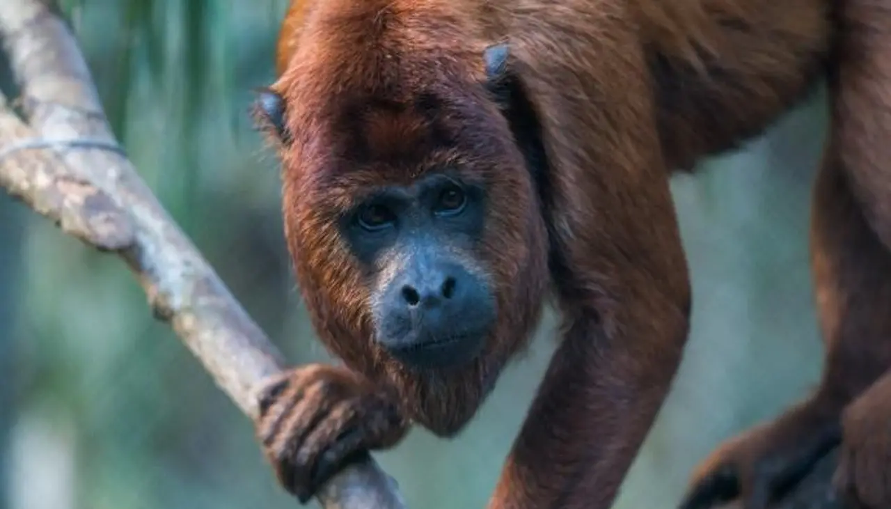 Denuncian que bloqueo mantiene varado a un camión con alimento para un refugio de animales silvestres en Coroico 