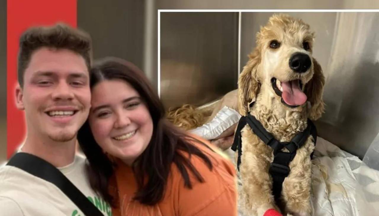 Pareja usa los ahorros de su boda para salvar la vida de una mascota herida