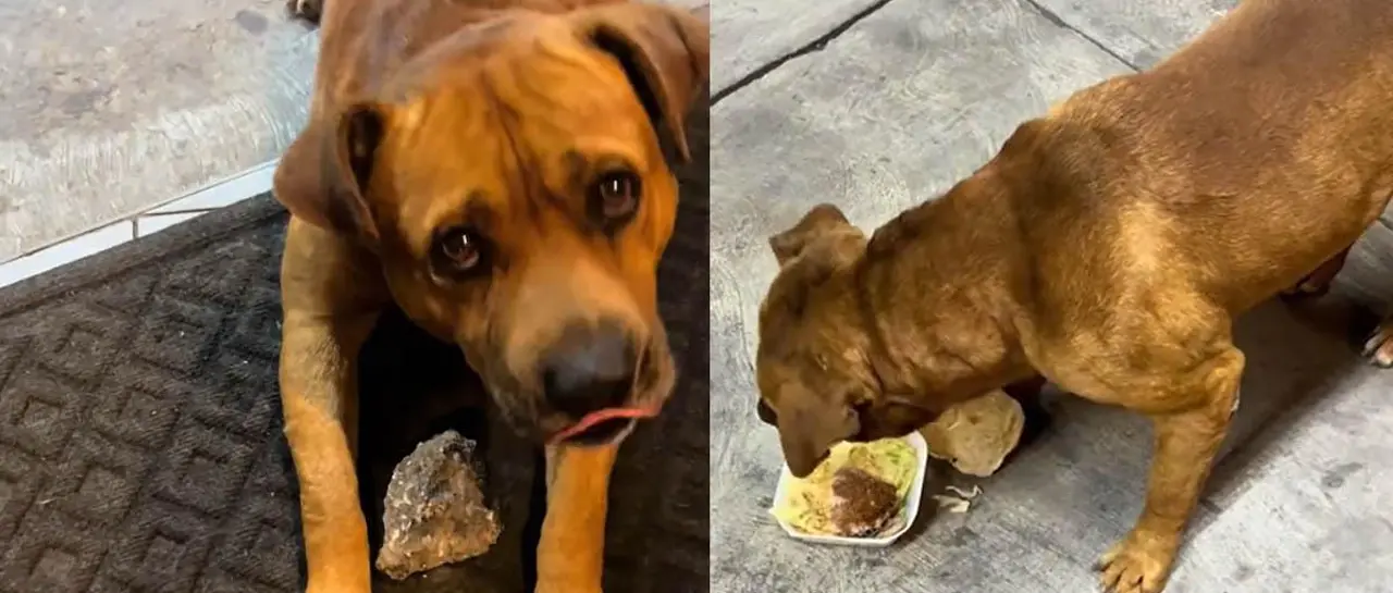 $output.data $output.data