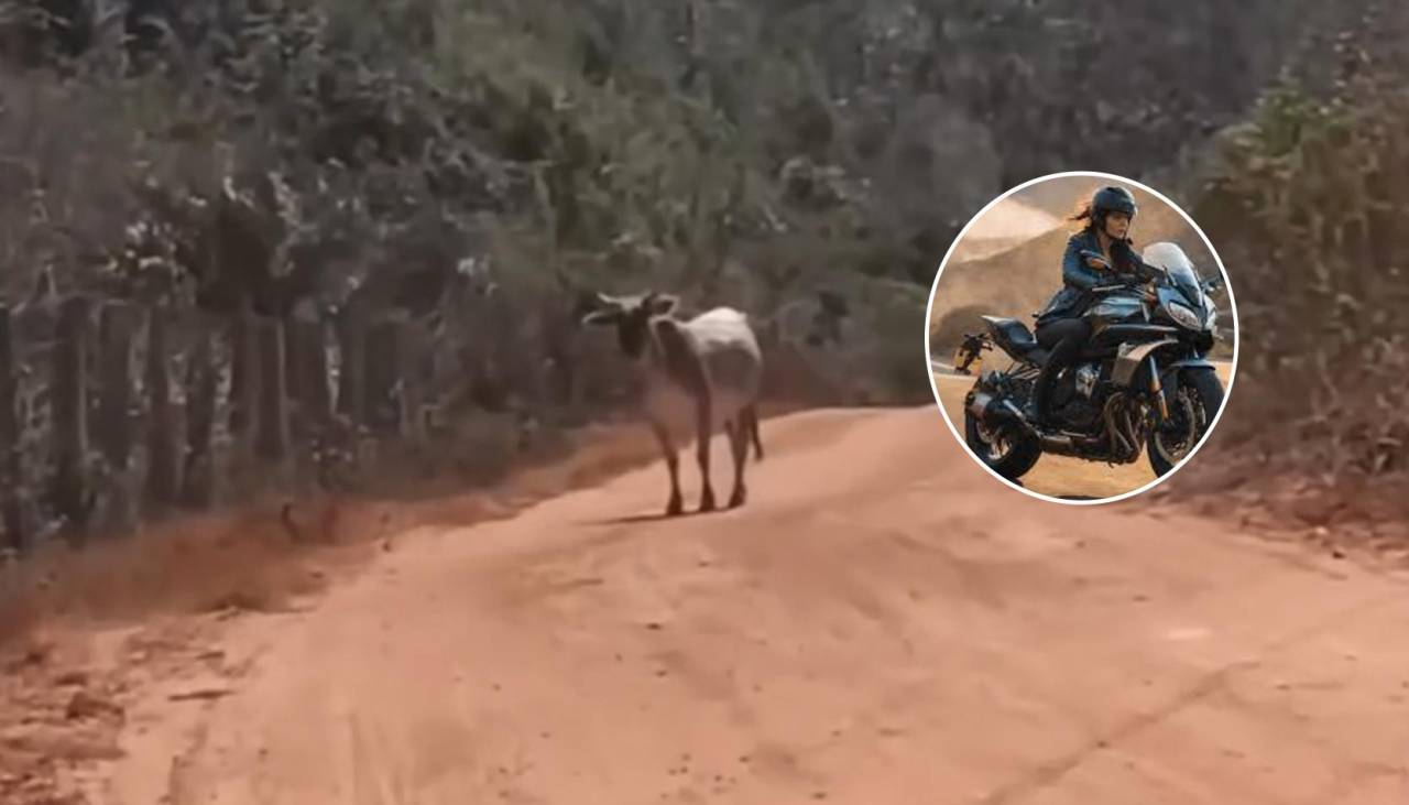 Se transportaba en moto para ir a su trabajo y se encontró con una vaca en el camino, así fue su insólita reacción