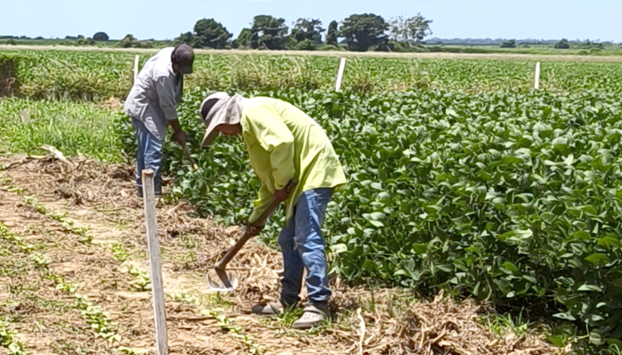 Anapo respalda ley de conversión de tierras para garantizar el acceso a créditos de pequeños productores