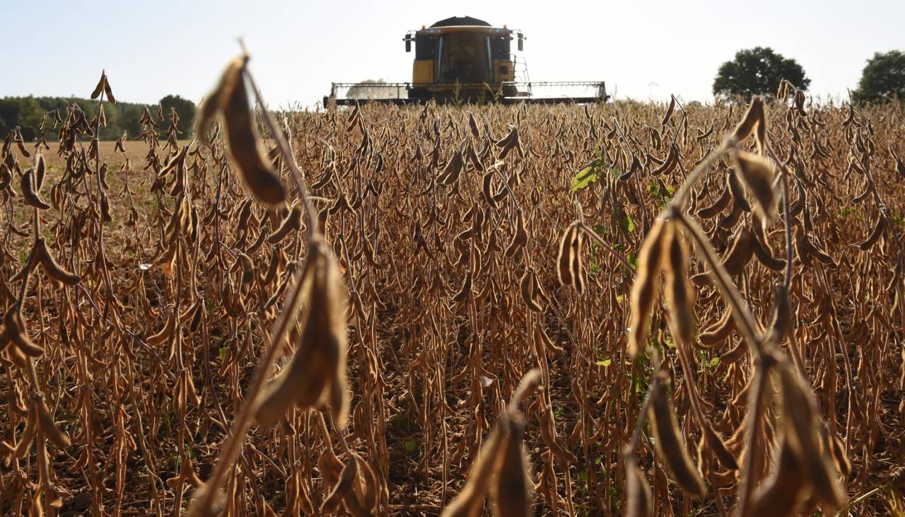 Biotecnología: Gobierno avalará el uso de soya Intacta para la campaña de verano 2024-2025, según viceministro