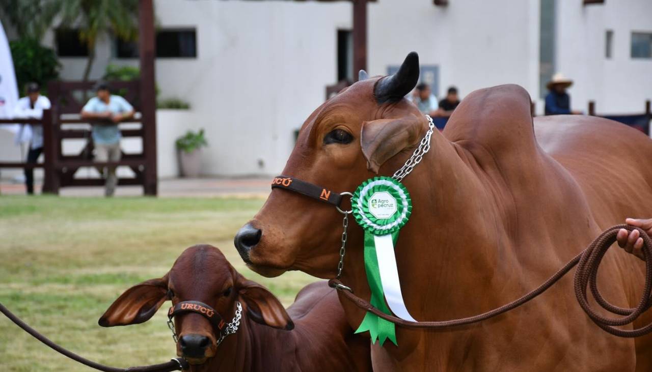 Agropecruz 2026: La mayor feria pecuaria del país abre sus puertas